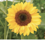 Sunflower Sundae <3