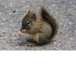 The Squirrel Sqaud