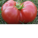 TOMATOS ARE FRUITS