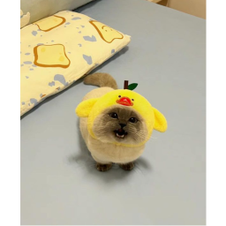 RAWRRR