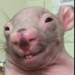 Dirty Rat Obby (Spatial Voice chat!!)