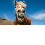 HorseGangsters