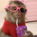 monkeyd'