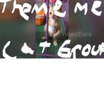 The Meme Cat Group