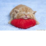 catgamer's group