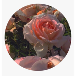 Royale Roses Clothing