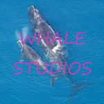 Whale Studios Official