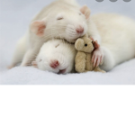 All my favorite ratssss
