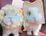 dulce's bunny house