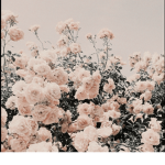 *~*sunshine*~*