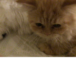 THE KITTIN ARMY :3