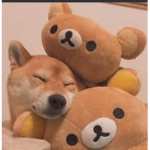 korilakkuma hangout group <3
