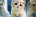 Cats for da life!