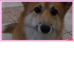 doge karate