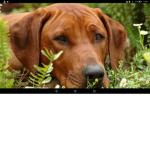 Dogs United the 1st