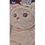 Kawaii Kitty Group