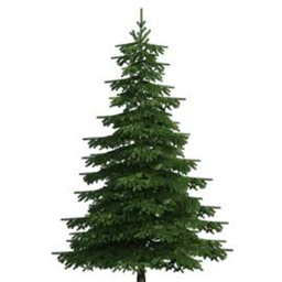 pine tree