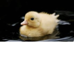 Only ducks fans aloud