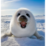 Adorable seals group.