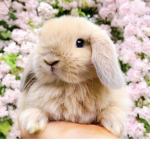Bunny hangout!! <3