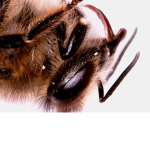 living creature