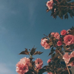 s ɪ ᴄ ᴋ ᴅ ᴀ ʏ