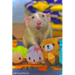 Millies rats :)