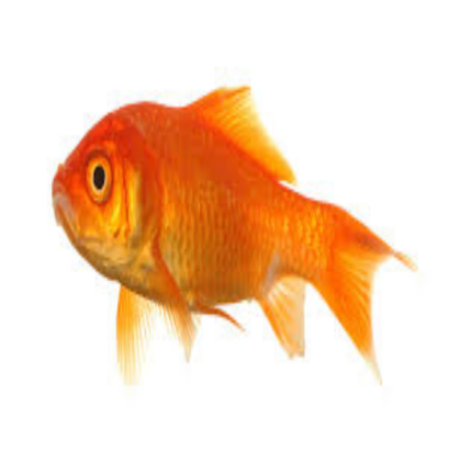 goldfish #12 Roblox decal