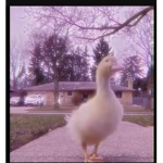 soapy’s duckies