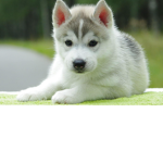 Cute Pup's