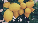Sugar Lemons