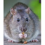 Fat ratty’s