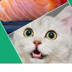 SALMON CATZ UNITED