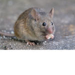 Mice United Cheese