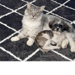 Leo and ari