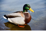 ALL DUCKS UNITE!