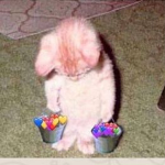 The cat is sad cuz u didn’t gift