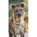 Hyena QUEEN