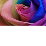 Rose Bud-dies