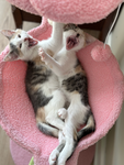 I love, cats and dogs