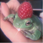 The_Frog_empire