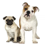 Pug&Bulldog