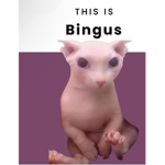 This Is Bingus