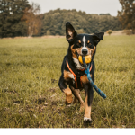 DIE lieben Hunde und Katzen