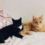 The cute cats in the world