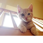 If you like cats please join!