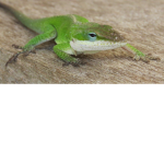 lizard nation yes