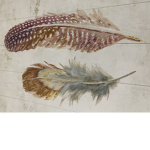 The light feathers