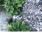 Oreo the pup