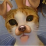 <(>w<)///
